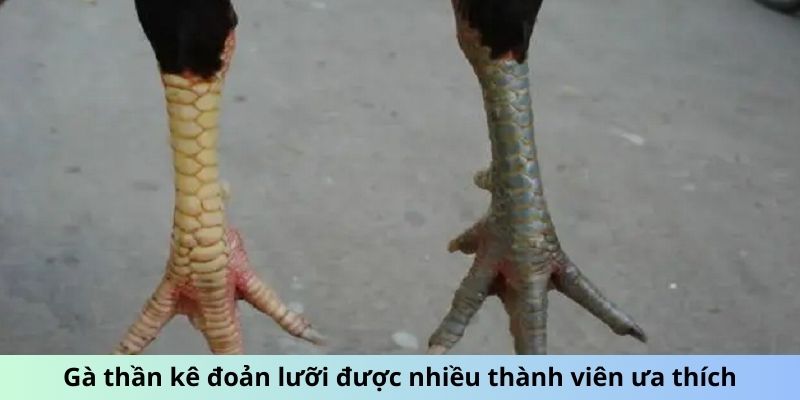 Vảy Gà Chọi Thần Kê - Lợi Thế Tiềm Ẩn Từ Lớp Vảy Bất Bại 2 Trang Chủ Jun88.com #1 Việt Nam Gà thần kê Đoản Lưỡi được nhiều thành viên ưa thích